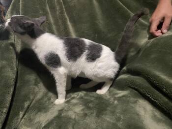 Rescue Domestic Short Hair Cats for Adoption in Waveland, Indiana - Becky | PetCurious