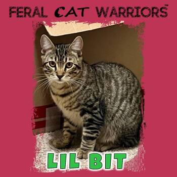 Domestic Short Hair Cats Available for Adoption in Kingman, Arizona - Lil Bit | PetCurious