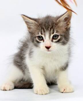 Cosmo -  Domestic Long Hair and Domestic Short Hair Cat for Adoption in Morton Grove, Illinois - Cosmo | PetCurious