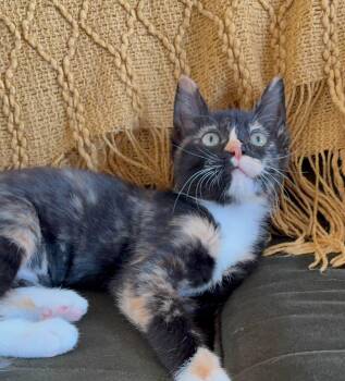 Clover -  Domestic Short Hair Cat for Adoption in Oklahoma City, Oklahoma - Clover | PetCurious