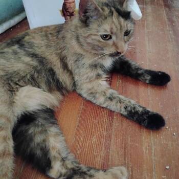 Misty -  Domestic Short Hair Cat for Adoption in Springfield, Massachusetts - Misty | PetCurious