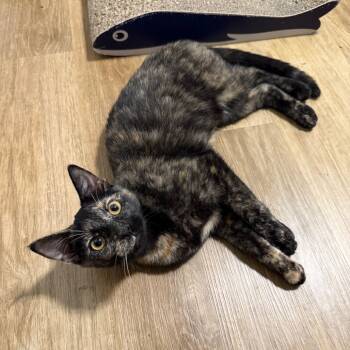 Rescue Domestic Short Hair Cats for Adoption in Harrisonburg, Virginia - Maggie | PetCurious