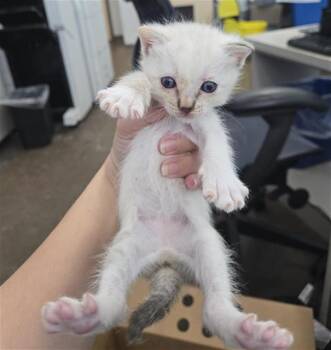 Rescue Domestic Long Hair Cats for Adoption in Dallas, Texas - MARIA | PetCurious