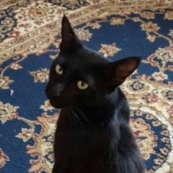 Rex -  Domestic Short Hair Cat for Adoption in Villa Park, California - Rex | PetCurious
