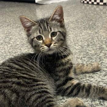 Domestic Short Hair Cats Available for Adoption in Falls Church, Virginia - H&G: Gorgonzola | PetCurious