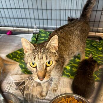 Domestic Short Hair Cats Available for Adoption in Summerlee, West Virginia - Daisy | PetCurious