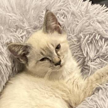 Budgie -  Domestic Short Hair Cat for Adoption in Fairfax Station, Virginia - Budgie | PetCurious