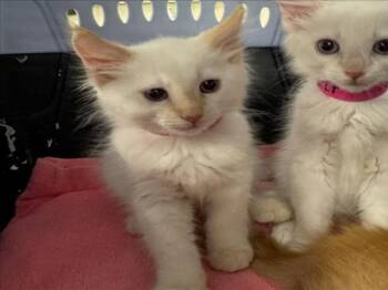 *MAX -  Domestic Medium Hair Cat for Adoption in Woodland, California - *MAX | PetCurious
