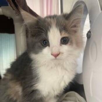 Domestic Long Hair Cats Available for Adoption in Philadelphia, Pennsylvania - Stella FKA BB | PetCurious