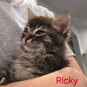 Domestic Long Hair Cats Available for Adoption in Fort Worth, Texas - Ricky | PetCurious