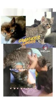 Grandkids Choice:  Winnie the Pooh -  Domestic Short Hair Cat for Adoption in Council Bluffs, Iowa - Grandkids Choice:  Winnie The Pooh | PetCurious