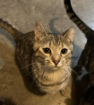 Domestic Short Hair Cats Available for Adoption in Portland, Indiana - Baby Girl - Courtesy Post | PetCurious