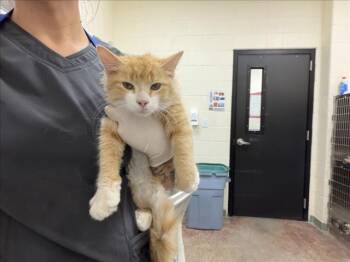 BULLDOG -  Domestic Medium Hair Cat for Adoption in Santa Fe, New Mexico - BULLDOG | PetCurious
