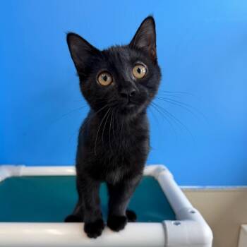 Tiramisu -  Domestic Medium Hair Cat for Adoption in Mankato, Minnesota - Tiramisu | PetCurious