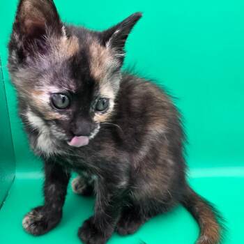 Philia -  Domestic Short Hair Cat Available for Adoption in Elfin Forest, California - Philia | PetCurious