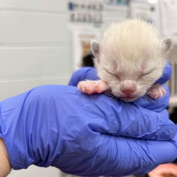 Hampster -  Domestic Short Hair Cat for Adoption in Chattanooga, Tennessee - Hampster | PetCurious