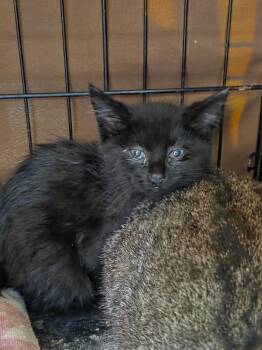 Domestic Short Hair Cats Available for Adoption - Grizzly (aka Grizzle) | PetCurious