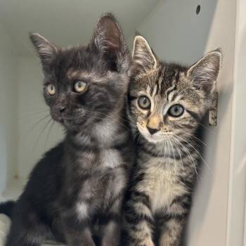 Sophia -  Domestic Short Hair Cat for Adoption in Middletown, New York - Sophia | PetCurious