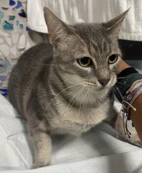 Rescue Domestic Short Hair Cats for Adoption in Pensacola, Florida - FRODO | PetCurious