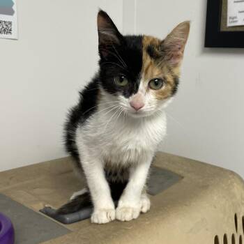 Quanny -  Domestic Short Hair Cat for Adoption in Hattiesburg, Mississippi - Quanny | PetCurious