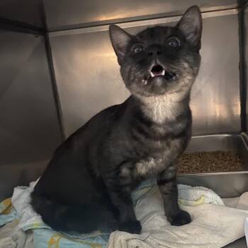 Mystic -  Domestic Short Hair Cat for Adoption in Troy, Virginia - Mystic | PetCurious