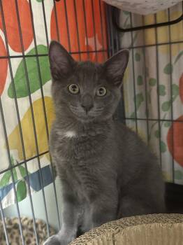 Eden -  Domestic Short Hair Cat for Adoption in Mount Laurel Township, New Jersey - Eden | PetCurious