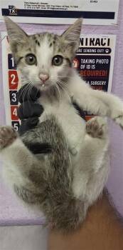 61648093 -  Domestic Short Hair Cat for Adoption in El Paso, Texas - 61648093 | PetCurious