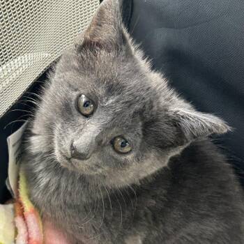 AHNJ-Stray-123596 -  Domestic Medium Hair Cat for Adoption in Newark, New Jersey - AHNJ-Stray-123596 | PetCurious