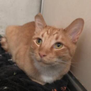 Norman -  Domestic Short Hair Cat for Adoption in Long Beach, California - Norman | PetCurious