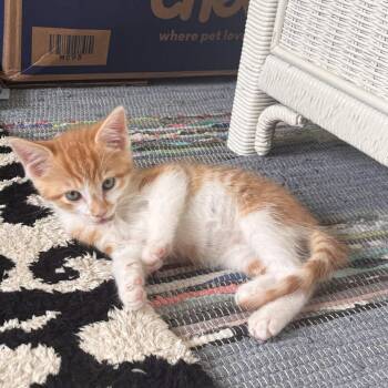 Cheesepuff -  Domestic Short Hair Cat for Adoption in Medina, Ohio - Cheesepuff | PetCurious