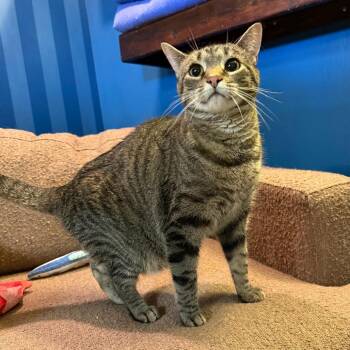 Domestic Short Hair Cats Available for Adoption in Bloomington, Illinois - Sushi | PetCurious