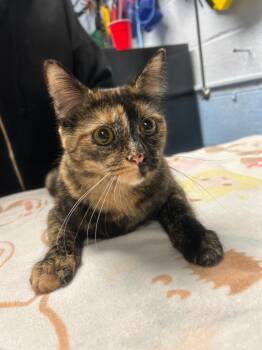 Domestic Short Hair Cats Available for Adoption in Detroit, Michigan - Pumpkin | PetCurious