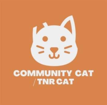 Domestic Short Hair Cats Available for Adoption in El Paso, Texas - 60817427 | PetCurious