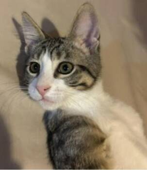 Tag -  Domestic Short Hair Cat for Adoption in Wheaton, Illinois - Tag | PetCurious