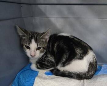 Toaster -  Domestic Short Hair Cat for Adoption in Gainesville, Florida - Toaster | PetCurious