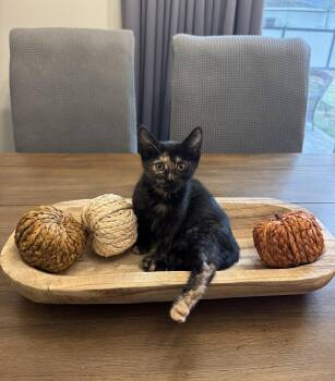 Rescue Domestic Short Hair Cats for Adoption in Hoyleton, Illinois - Phantom | PetCurious