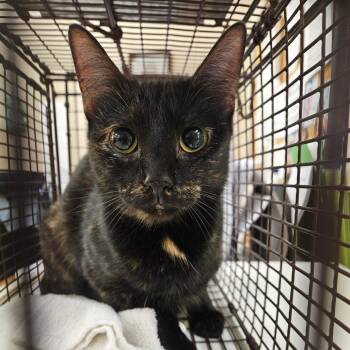 Domestic Short Hair Cats Available for Adoption in Lake Panasoffkee, Florida - Slinky | PetCurious