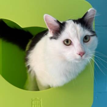 Domestic Short Hair Cats Available for Adoption - McGhee | PetCurious