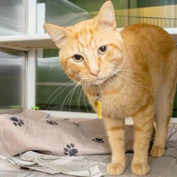 SCRAPPY -  Domestic Short Hair Cat for Adoption in St. Louis, Missouri - SCRAPPY | PetCurious