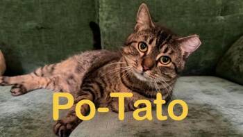 Domestic Short Hair Cats Available for Adoption in New Bern, North Carolina - MR PO-TATO | PetCurious