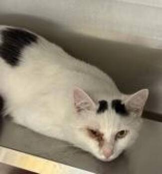 Larry -  Domestic Medium Hair Cat for Adoption in Charleston, South Carolina - Larry | PetCurious