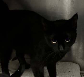 Rescue Domestic Short Hair Cats for Adoption in Spartanburg, South Carolina - Pie | PetCurious