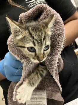 BERRY -  Domestic Short Hair Cat for Adoption in Long Beach, California - BERRY | PetCurious