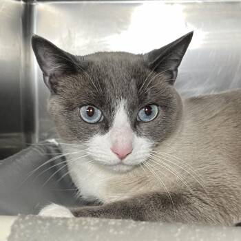 Socks -  Domestic Short Hair Cat for Adoption in Palm Springs, California - Socks | PetCurious