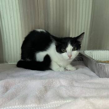 Beachy -  Domestic Medium Hair Cat for Adoption in Greensboro, North Carolina - Beachy | PetCurious