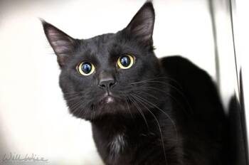 Markus -  Domestic Medium Hair Cat for Adoption in Monroe, Georgia - Markus | PetCurious