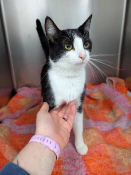 Domestic Short Hair Cats Available for Adoption - Lisa Frank | PetCurious