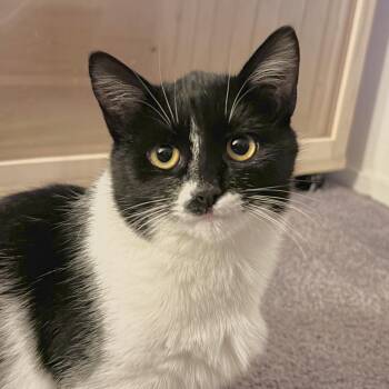 Rescue Domestic Short Hair Cats for Adoption in Sonora, California - Noor | PetCurious