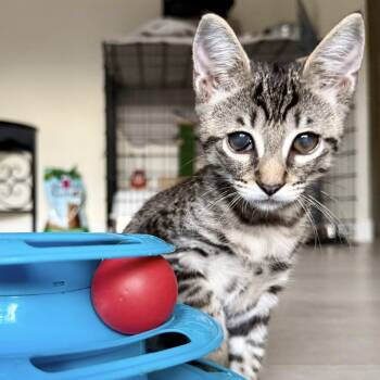 Rescue Domestic Short Hair Cats for Adoption in San Tan Valley, Arizona - Mckellips | PetCurious