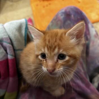 Domestic Short Hair Cats Available for Adoption in Wichita, Kansas - Baked Bean | PetCurious